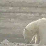 izumiranje životinjskih vrsta polarni medvjed fotografija svjeverni pol klimatske promjene