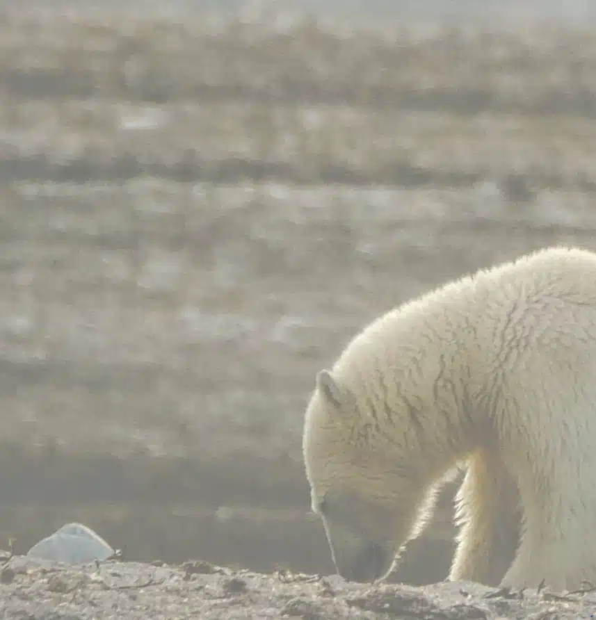 izumiranje životinjskih vrsta polarni medvjed fotografija svjeverni pol klimatske promjene
