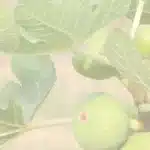 smokve ljekovitost smokve na stablu lišće smokve