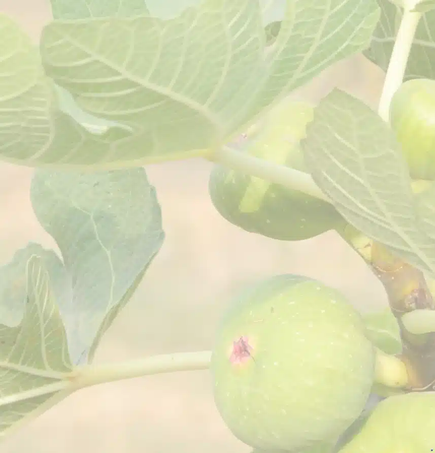 smokve ljekovitost smokve na stablu lišće smokve