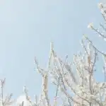 preuranjena cvatnja voćka u cvatu marelica trešnja voće cvijeće plavo nebo proljeće voćnjak