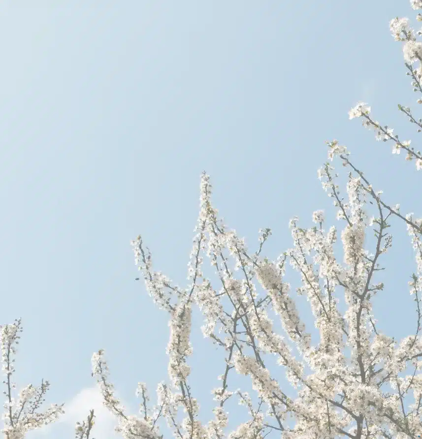 preuranjena cvatnja voćka u cvatu marelica trešnja voće cvijeće plavo nebo proljeće voćnjak