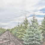 božićno drvce drvored jela jelka božić