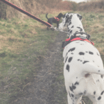 šetnja psa vrećice za izmet ecodog dalmatinac pas dalmatiner pas s točkicama
